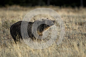 Grizzly bear in Grand Teton National Park