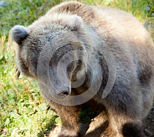 Grizzly Bear