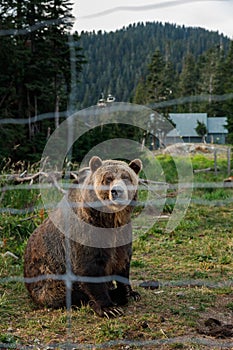 Grizzly bear in the Grizzly Habitat atop Grouse Mountain