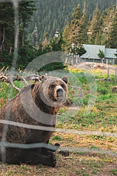 Grizzly bear in the Grizzly Habitat atop Grouse Mountain in Vancouver