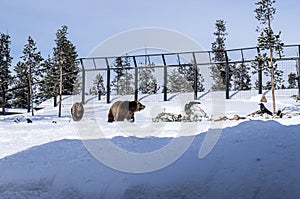 Grizzly bear at Grizzly & Wolf Discovery Center