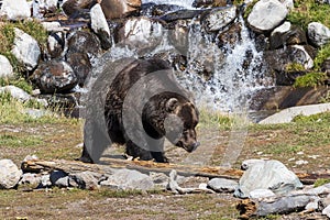 Grizzly bear  at grizzly and wolf discovery center at West Yellowstone. Montana USA. photo