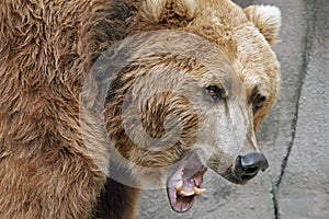 Grizzly Bear Growling