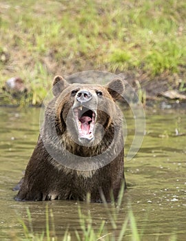 Grizzly bear growling close up, head and shoulders.