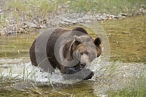 Grizzly bear growling close up, head and shoulders.