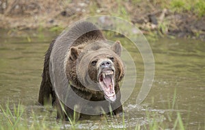 Grizzly bear growling close up, head and shoulders.