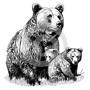 Grizzly bear , Hand drawn sketch in vintage engraving style. Vector illustration