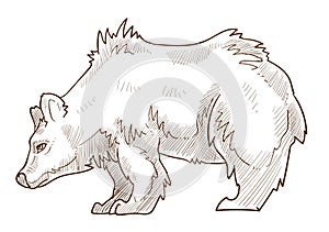 Grizzly bear isolated sketch, wild forest predator photo