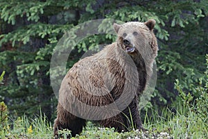 Grizzly Bear - Jasper National Park