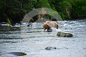 grizzly bear in katmai