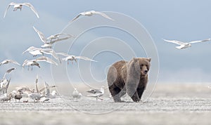 Grizzly bear leaving a, not fully eaten, salmon to seagulls.