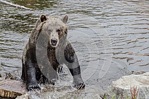 Grizzly Bear leaving the water