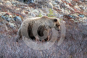 Grizzly Bear licking his lips in the mountain above the Savage River in Denali National Park in Alaska USA