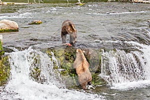 Grizzly bear looks for a handout at Brooks Falls in Katmai, AK