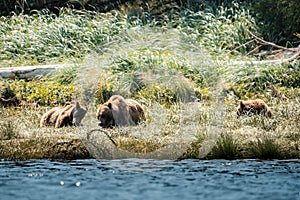 Grizzly Bear at low tide, Knight Inlet, Vancouver Island, British Columbia, Canada