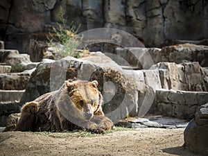 Grizzly bear lying on the ground photo