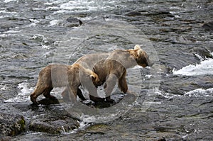 Grizzly bear mom with a cub