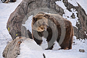 Grizzly Bear at Montana Grizzly Bear Rescue