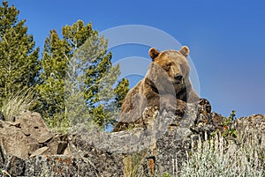 Grizzly bear on Montana ridge photo