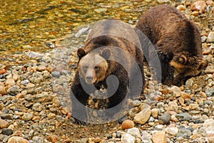 A grizzly bear mother and her cub dig in the river cobbles looking for salmon eggs