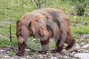 Brown Bear photo