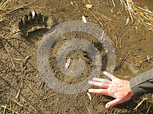 Grizzly bear path (Foot prints)