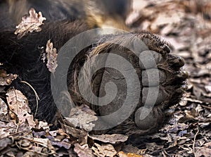 Grizzly bear paw