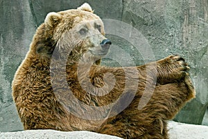 Grizzly Bear in Playful Pose