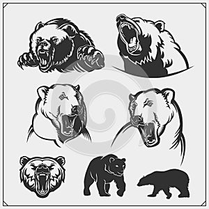 Grizzly bear, polar bear, brown bear silhouettes and illustrations. Labels, emblems and design elements for sport club.
