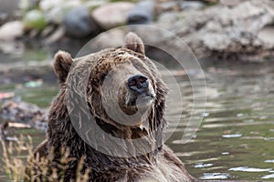 Grizzly Bear in a Pond