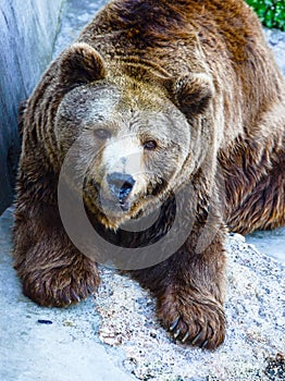 Grizzly bear portrait