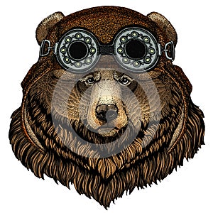 Grizzly bear. Portrait of wild animal. Aviator flying leather helmet with googles.