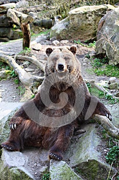 Grizzly Bear posing