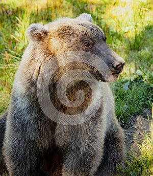 Grizzly Bear Alaska