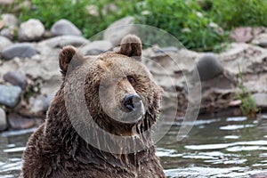 Grizzly Bear Posing in a Pond