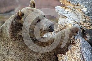 Grizzly bear posing