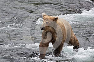 A Grizzly bear positions itself and catches the salmons in the s