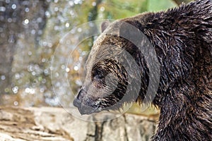 Grizzly bear in profile portrait