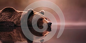 Grizzly bear relaxing in river. Shallow depth of field.