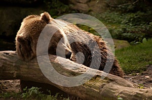 Grizzly bear resting