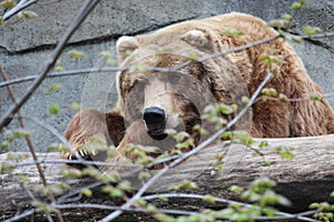 Grizzly bear resting on a log