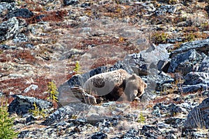 Grizzly Bear resting among the rocks in the mountain above the Savage River in Denali National Park in Alaska USA