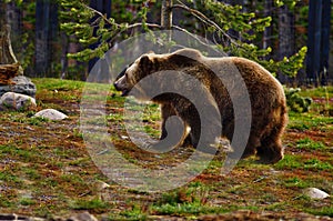 Grizzly Bear, Rocky Mountains, Montana