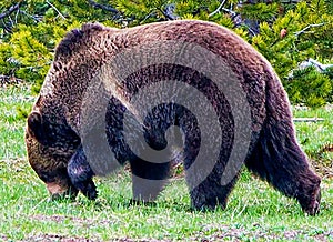 The Grizzly Bear rules the Yellowstone National Park