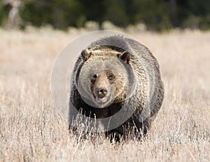 GRIZZLY BEAR IN SAGEBRUSH MEADOW STOCK IMAGE