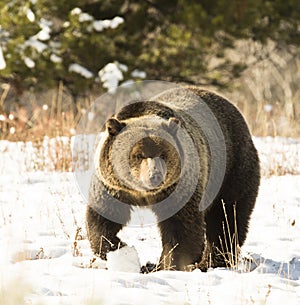 GRIZZLY BEAR IN SAGEBRUSH MEADOW STOCK IMAGE photo