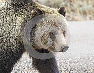 GRIZZLY BEAR IN SAGEBRUSH MEADOW STOCK IMAGE photo