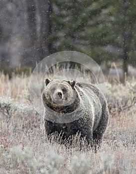 GRIZZLY BEAR IN SAGEBRUSH MEADOW STOCK IMAGE