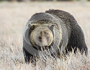 GRIZZLY BEAR IN SAGEBRUSH MEADOW STOCK IMAGE photo
