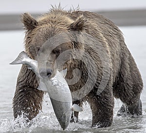 Grizzly bear and Salmon.